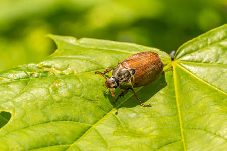 Close up view of the beetle pest - common cockchafer also known as a May bug on maple leaf.の写真素材