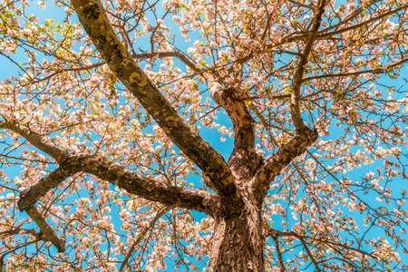 Blooming apple tree in springtime on a sunny day. Countless  blossoms on the leafless branches. Low angle view.の写真素材