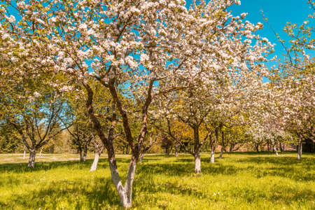 Blossoming apple orchard in spring. Sunny day.の写真素材