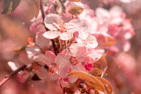 Blossoming apple orchard glowing by sunlight. Beauty world. Pink filtered image.の写真素材
