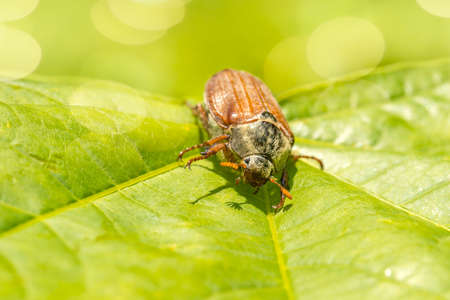 Close up of the beetle pest - common cockchafer also known as a May bug on maple leaf.の写真素材