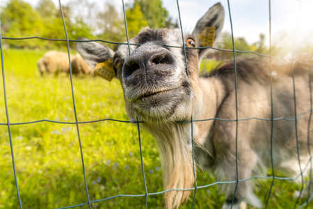 Funny goat sticking out head through a metal netの写真素材