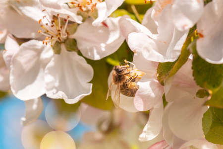 Insect bee collects nectar in an apple blossom. Branch of a flowering apple tree with green leaves...