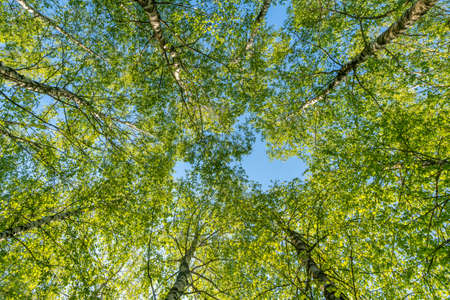 Tree crowns against the sky. View of the birch tops from below.の写真素材
