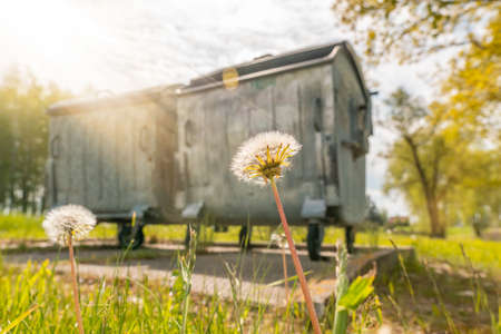 Dandelion grows next to Industrial big garbage containers. Selective focus.の写真素材