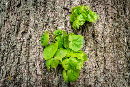 Young branch with leaves grow right through the bark of the tree. New begining concept.
