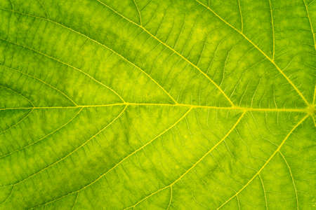 Fresh green leaf texture. Abstract green leaf texture for background