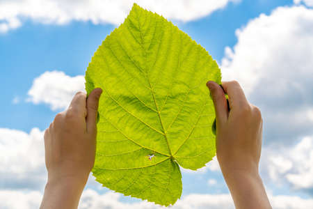 Girl holding a green leaf at her hands against sky backgroundの写真素材
