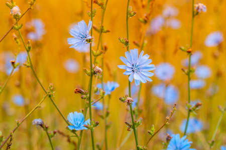 Blue Chicory Flowers. Chicory wild flowers on the field. Blue flower on natural background. Flower...