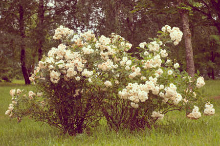 Beautiful white roses bush in the summer parkの写真素材
