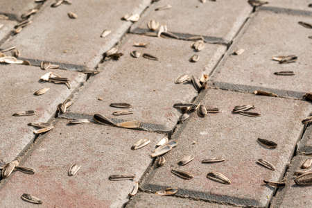 Sunflower husks on the pavement like rubbish. Littering in the city.の写真素材