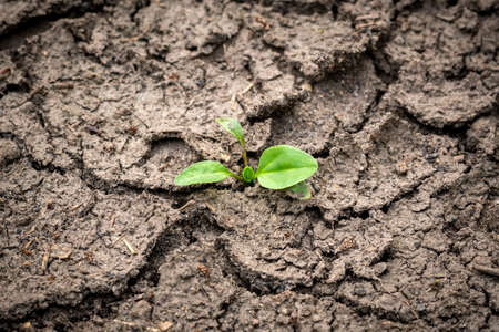 Green plant growing out of cracks in the earth. Environmental problemsの写真素材