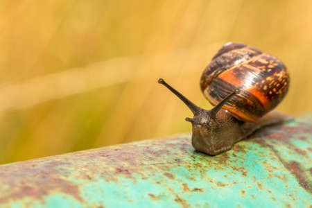 Snail on the rusty metal pole with nature backgroundの写真素材