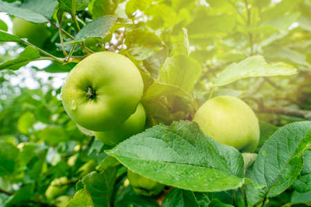 Green apple fruits on the wild apple treeの写真素材