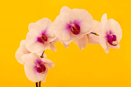 Beautiful white Phalaenopsis orchid flowers, isolated on yellow backgroundの写真素材