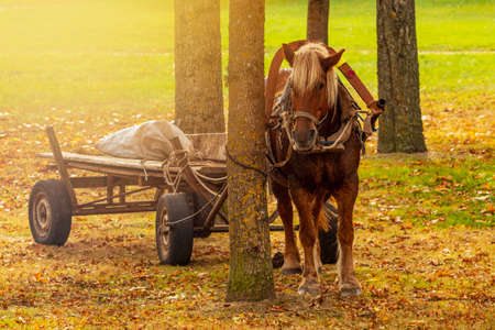 Horse with a cart standing in a autumnal park. Cartage transport.の写真素材
