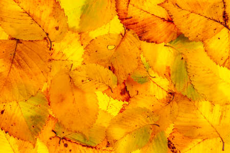Background of colored autumn leaves backlit (macro view with leaf veins visible)の写真素材