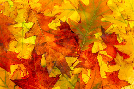 Background of colorful autumnal leaves. Autumn Leaves Background.