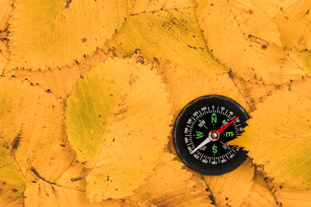 Compass on fallen leaves. Use compass in the autumn forest.の写真素材