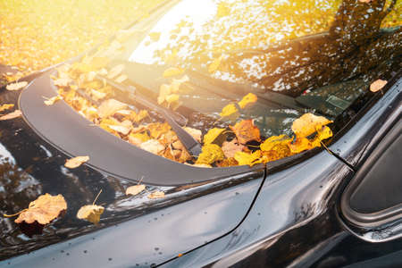 Fall season and transport concept - close up of car wiper with autumn  leaves on windshieldの写真素材