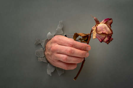 Hand with a faded rose through a grey paper hole.Concept of a broken heart, breakup, divorce.