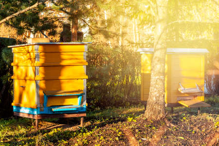 Beehives in rural environment. Late autumn season. Private enterprise for beekeeping. Honey healthy food products.の写真素材