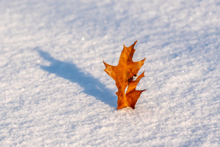 Red maple leaf on a white snow in winter season. Autumn maple leaf in the snowy day for background.の写真素材