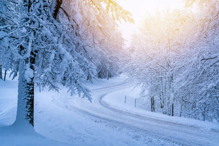 Curved snowy road in a forest covered with snowの写真素材