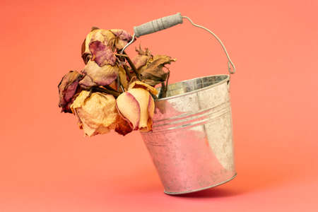 Dry withered roses in aluminium bucket on a pink backgroundの写真素材