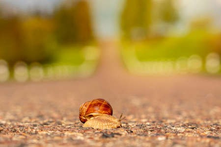 Snail crossing the road. Slow life can be dangerous.の写真素材