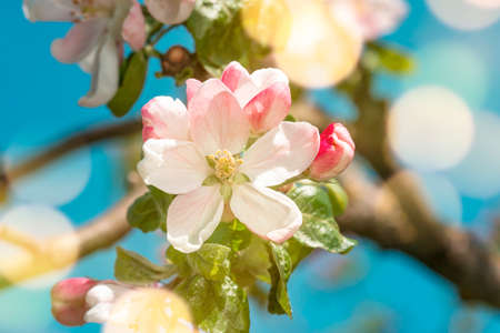 Spring orchard, blooming apple tree. Close-up view.