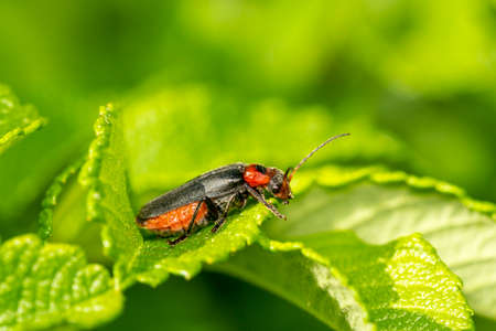 Cantharis livida is a species of soldier beetle sitting on a green leaf, close up view. Natural...