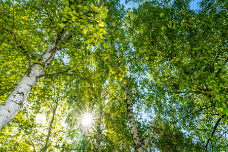 Birch tree foliage in morning light with sunlightの写真素材