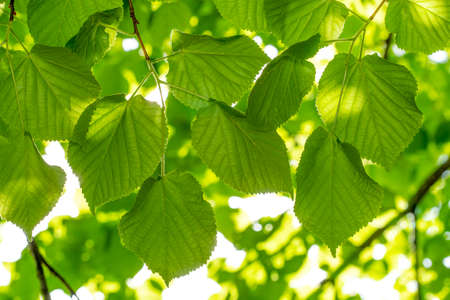 Fresh green foliage of linden tree glowing in sunlightの写真素材