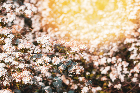 Flowering bush with white flowers. White petals on a bush in a park or garden.の写真素材