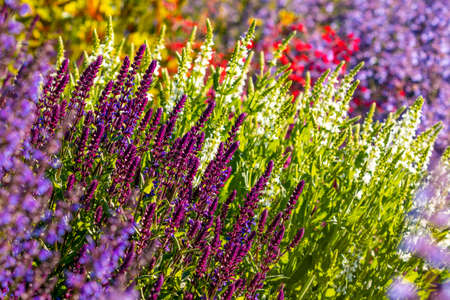 Multicolored flower bed in a garden. Horizontal shot. Selective focus,shallow DOFの写真素材