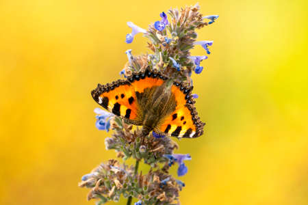 Closeup of a fresh small tortoiseshell butterfly, Aglais urticae , with open wings on blue flowers