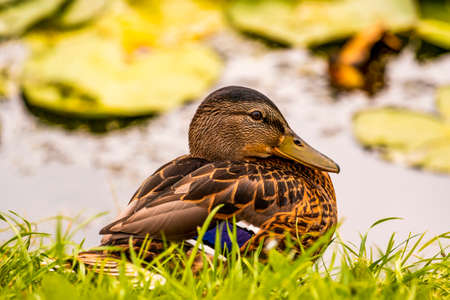 Female Mallard duck hen sitting on grass  a public park near a pond