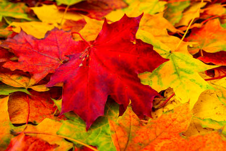 Close-up of  red and yellow autumn leaves. Autumnal background, fall season.