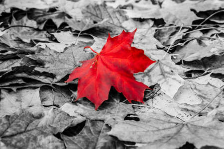 Red maple leaf on a monochrome autumn leaves backgroundの写真素材