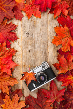 Old camera and red autumn maple leaves,top viewの写真素材