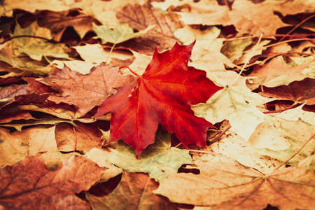 Closeup of autumn fallen maple leafs. Autumn in the city. Melancholy, apathy, depression mood.の写真素材