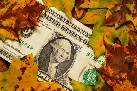Dollar banknote under fallen leaves, closeup, top viewの写真素材