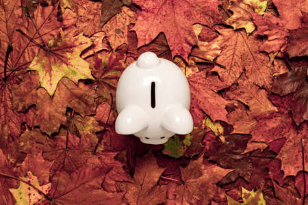 Piggy bank standing on dry leaves background. Financial savings concept. Top view.の写真素材