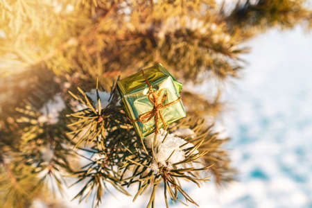 One small gift box in fir-tree branches. Gift toy on the Christmas tree at snow.の写真素材