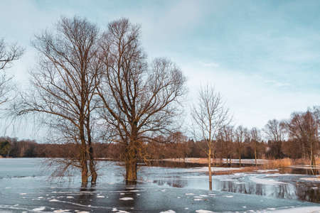 Trees in water flooded scene. Flooded trees in water. Trees  in water due to a spring flood.の写真素材