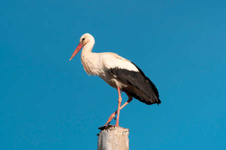 Stork standing on a pole under blue sky. This white with black bird is very elegant.の写真素材