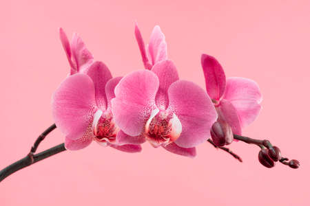 Beautiful gentle branch of pink romantic orchid flower. Greeting card for Mother's day, Women's Day, March 8 .の写真素材