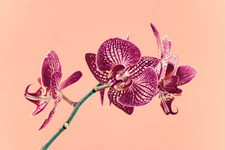 Beautiful violet Phalaenopsis orchid flower on pink background. Tropical flower, branch of orchid close up. Mother's day, Women's Day, March 8の写真素材