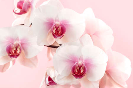 Close-up of orchid flowers on a light pink background. Greeting card for Mother's day, Women's Day, March 8 .の写真素材